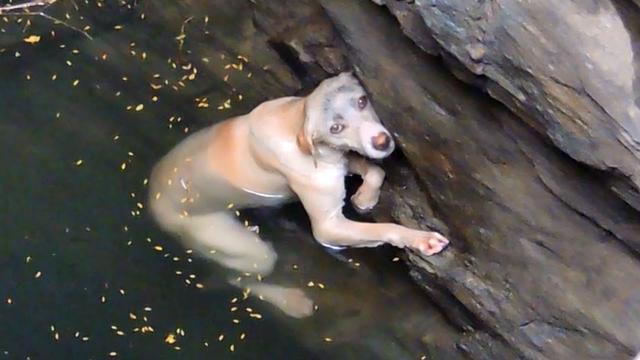 超感人！一隻溺水的狗狗在絕望中獲救！