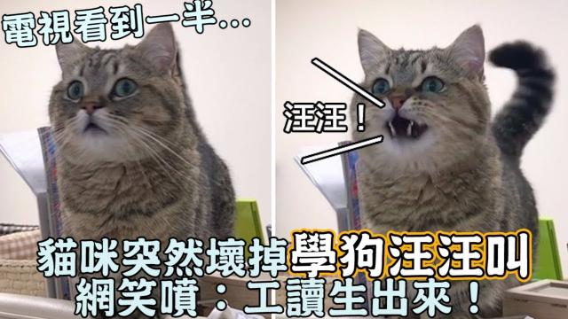 電視看到一半...貓咪突然壞掉「學狗汪汪叫」網笑噴：工讀生出來！
