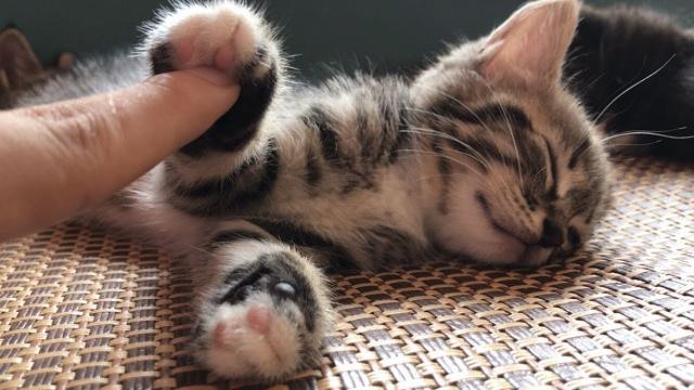 【每週萌物】在小奶貓睡覺的時候摸它會怎樣？太可愛啦！