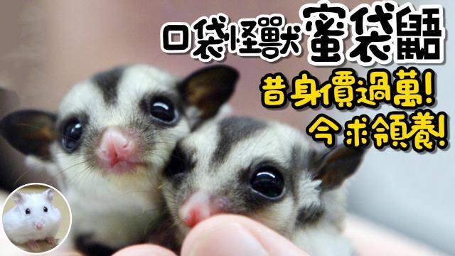 【從零開始養】口袋怪獸蜜袋鼯!曾身價上萬!今求認養!【許伯簡芝】飼養分享